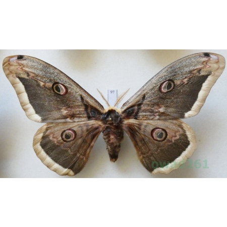 Saturnia pyri (Denis & Schiffermüller, 1775) male Pawica gruszówka Croatia 115mm97